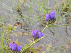 Gentiana triflora