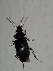 Carabidae