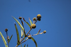 Cephalanthus salicifolius