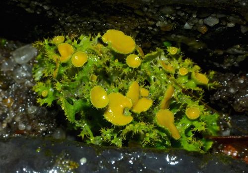 Golden-eye Lichen