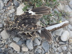 Nyctidromus albicollis