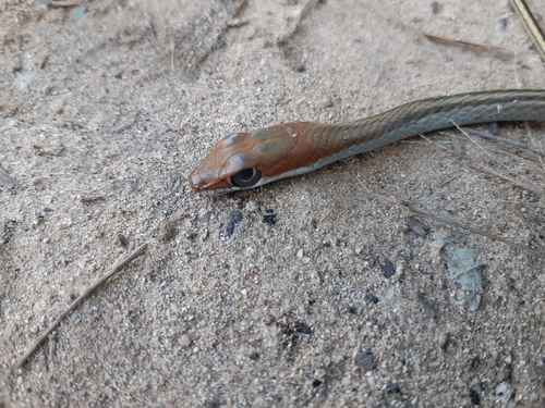 Photo of a Speckled Sand Racer (Psammophis punctulatus)