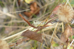 Pseudochorthippus curtipennis