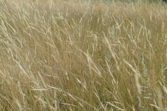 Hesperostipa