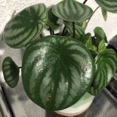 Peperomia argyreia