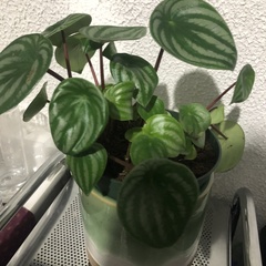 Peperomia argyreia