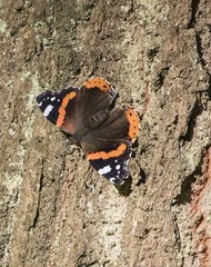 Vanessa atalanta
