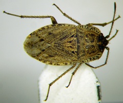 Emblethis ciliatus
