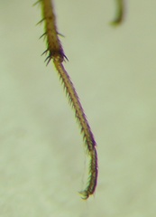Emblethis ciliatus