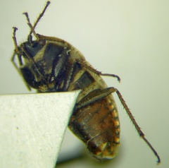 Emblethis ciliatus