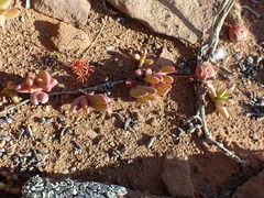 Cephalophyllum curtophyllum