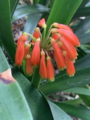 Clivia caulescens