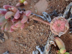 Cephalophyllum curtophyllum