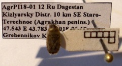 Emblethis denticollis