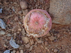 Cephalophyllum curtophyllum