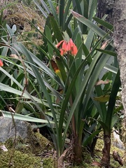 Clivia caulescens