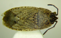 Emblethis denticollis