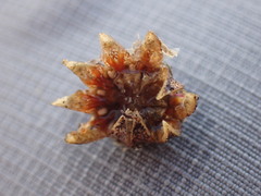 Cephalophyllum curtophyllum