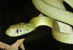 Boiga cyanea