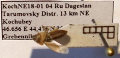 Emblethis denticollis