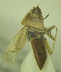 Emblethis denticollis
