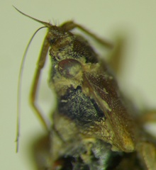 Emblethis denticollis