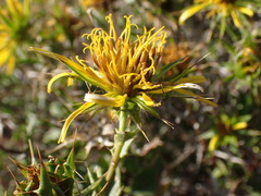 Berkheya spinosa