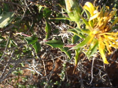 Berkheya spinosa