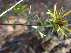 Berkheya spinosa
