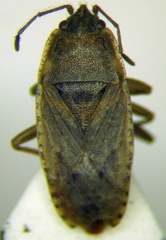 Emblethis denticollis