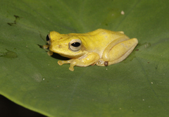 Chirixalus nongkhorensis