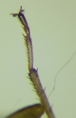 Emblethis denticollis