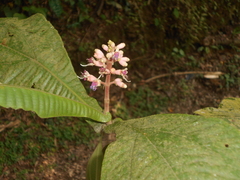 Melastomataceae