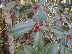 Melastomataceae