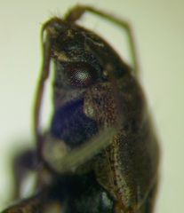 Emblethis denticollis