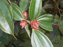 Melastomataceae