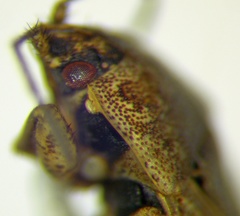 Emblethis denticollis