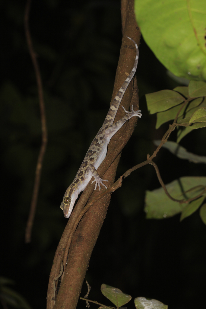 Borikhamxay Bent-Toed Gecko