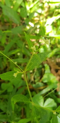 Alternanthera pycnantha