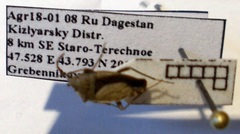 Emblethis dilaticollis