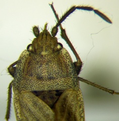 Emblethis dilaticollis