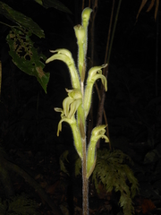 Sarcoglottis