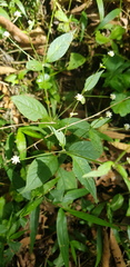 Alternanthera pycnantha