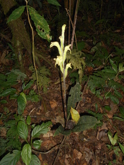 Sarcoglottis