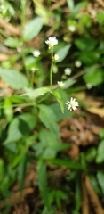 Alternanthera pycnantha