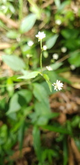Alternanthera pycnantha