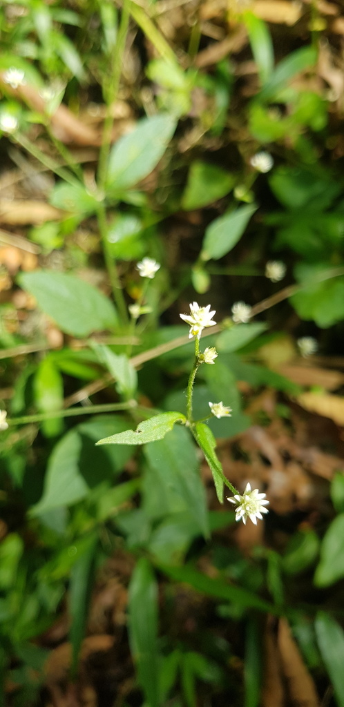 Alternanthera pycnantha