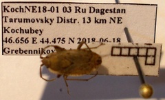 Emblethis dilaticollis