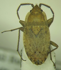 Emblethis dilaticollis