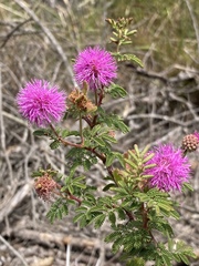 Mimosa burkartii